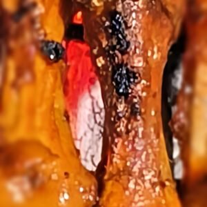 Blessed Bites Grilled Chicken Feet/Adidas